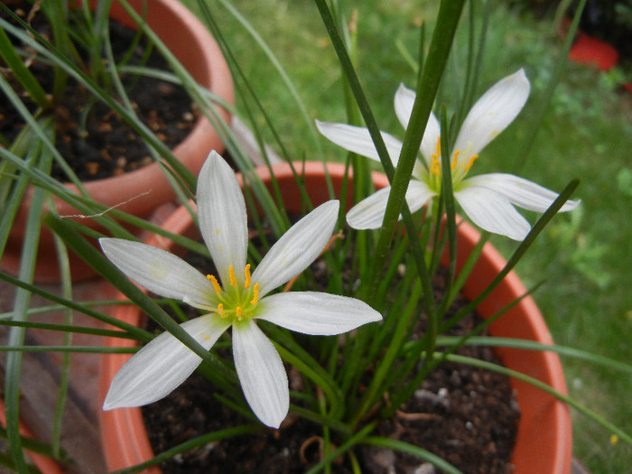 White Rain Lily (2012, August 19)