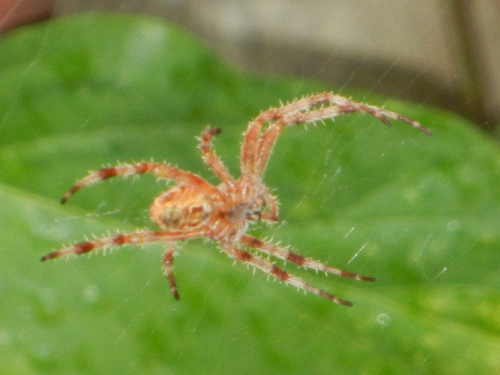 Spider_Paianjen (2012, Aug.18)