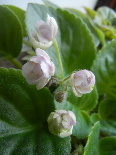 Semi-Double White Violet (2012, Aug.18) - Saintpaulia White Semi D