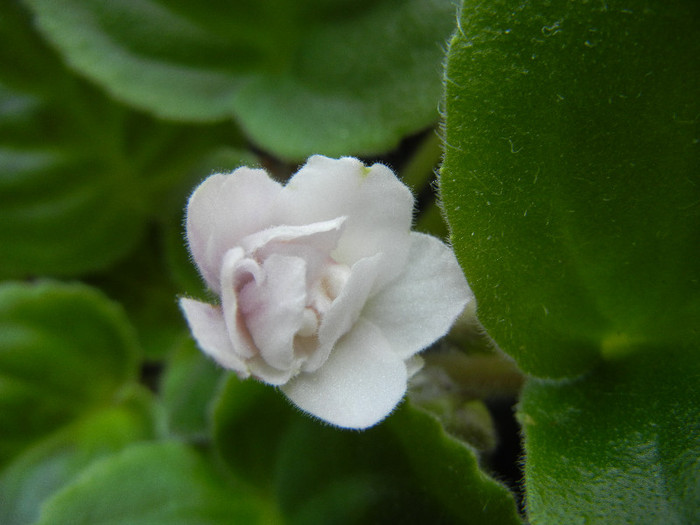 Semi-Double White Violet (2012, Aug.18)