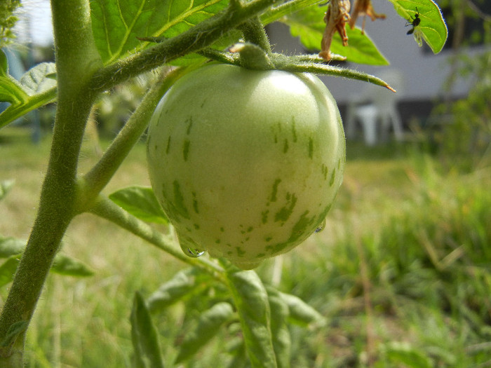 Tomato Green Zebra (2012, August 18)