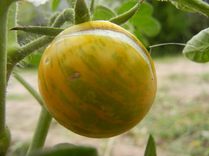 Tomato Green Zebra (2012, August 19)