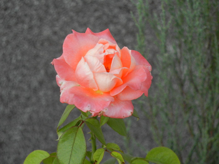 Bright Salmon Rose (2012, Aug.17) - Rose Salmon Bright