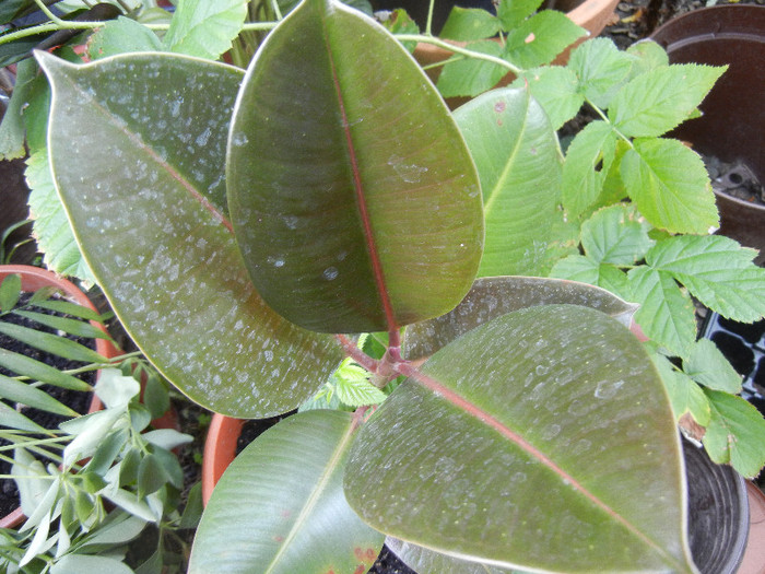 Ficus elastica (2012, August 17)