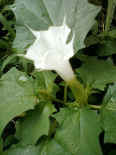 datura alba de gradina - brugmansia si datura