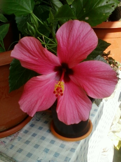 22 august 2012-flori 006 - hibiscus