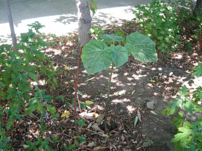 Paulownia la poarta intre copaci, august 2012 - Gradina 2012