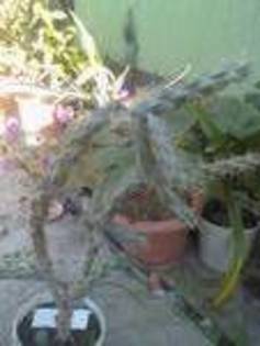 tn[3] - cactusi 2012