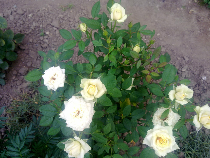trandafir pitic - 2012 FLORI EXTERIOR