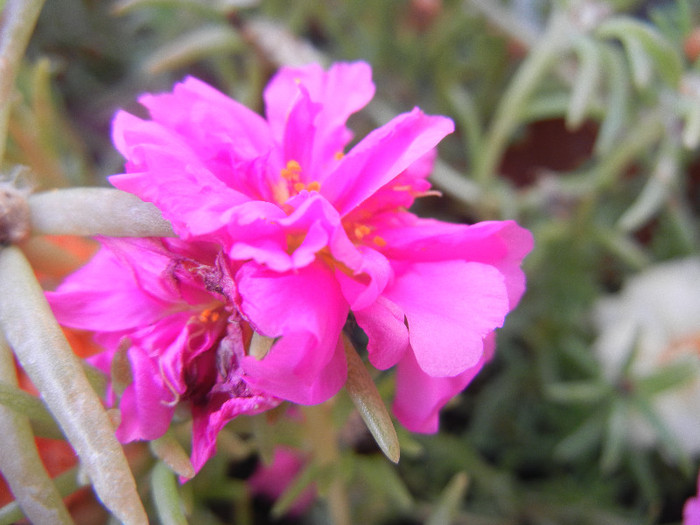 Portulaca grandiflora (2012, Aug.23) - PORTULACA Grandiflora