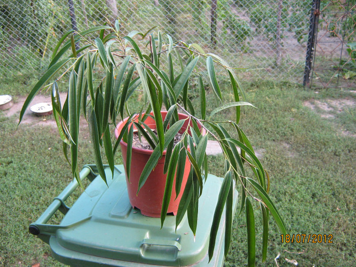 ficus longiforma