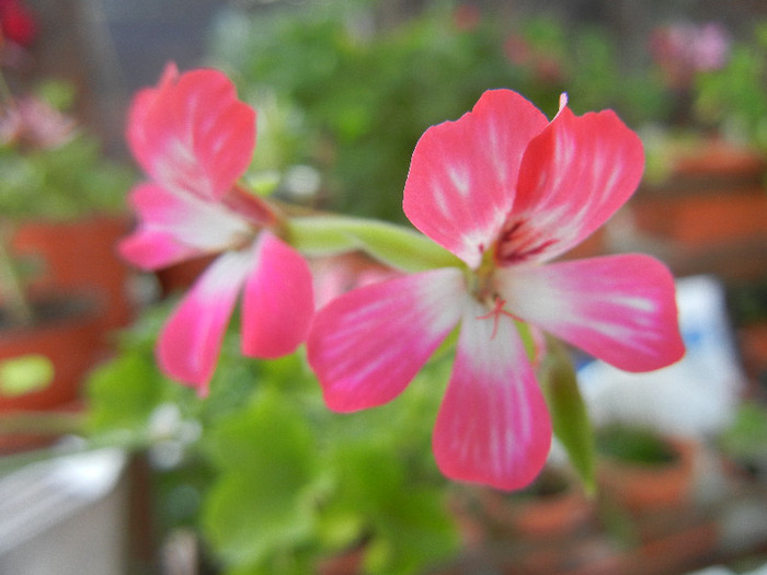 Ivy geranium Bicolor (2012, Aug.27)