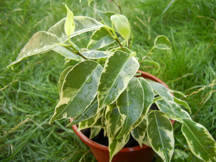 Ficus benjamina Variegata (2012, Aug.25)