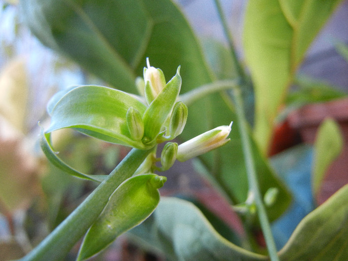 Chlorophytum comosum (2012, Aug.28)