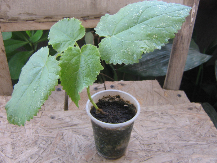 puiet paulownia 20 cm = 6 euro - PAULOWNIA ELONGATA