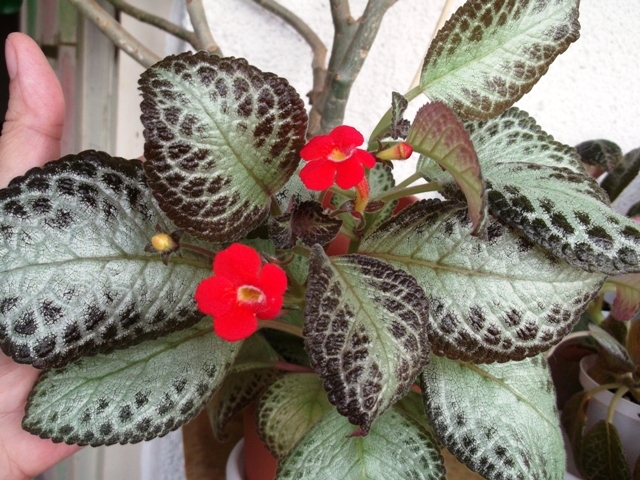 Cupreata Silver Sheen - Episcia