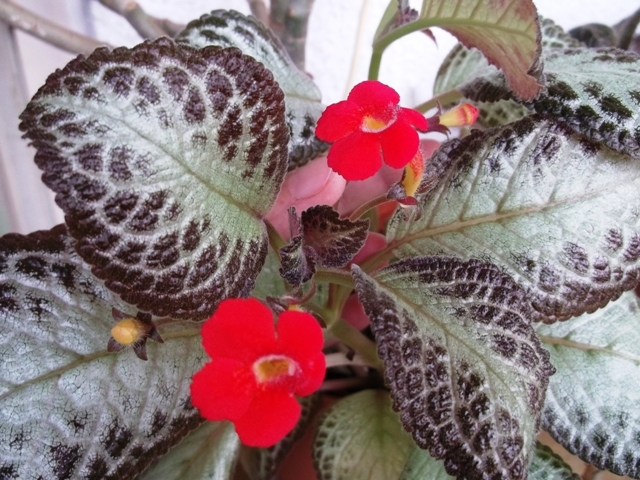 Cupreata Silver Sheen (1) - Episcia