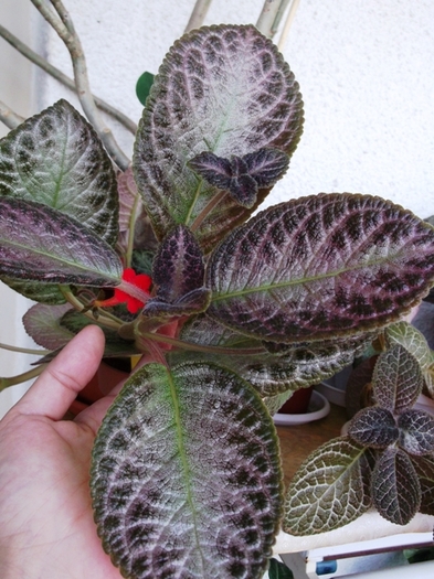 Outoasis - Episcia