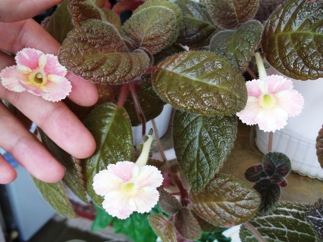 Star of Bethleem (3) - Episcia