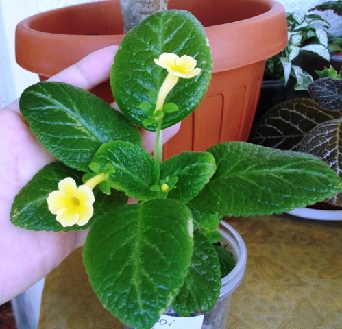 Sumoi Cross (1) - Episcia