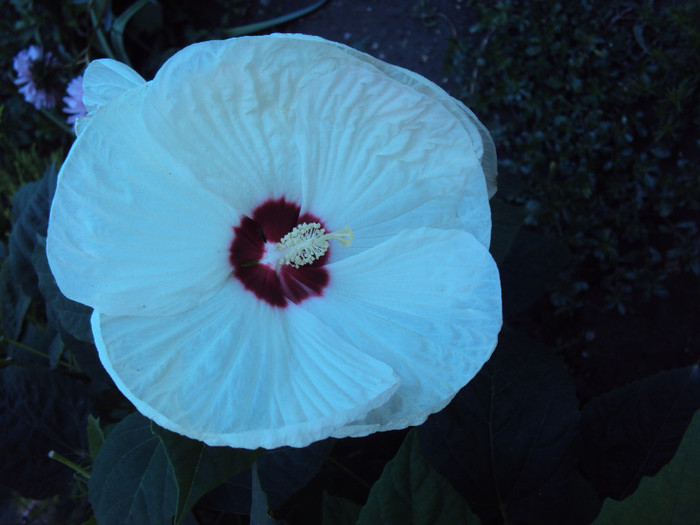 DSC09973 - Hibiscus de gradina