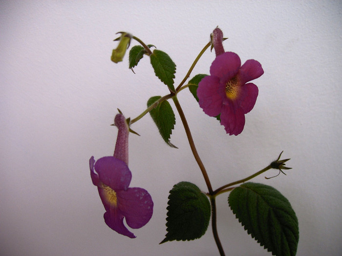 IMAG0032 - ACHIMENES