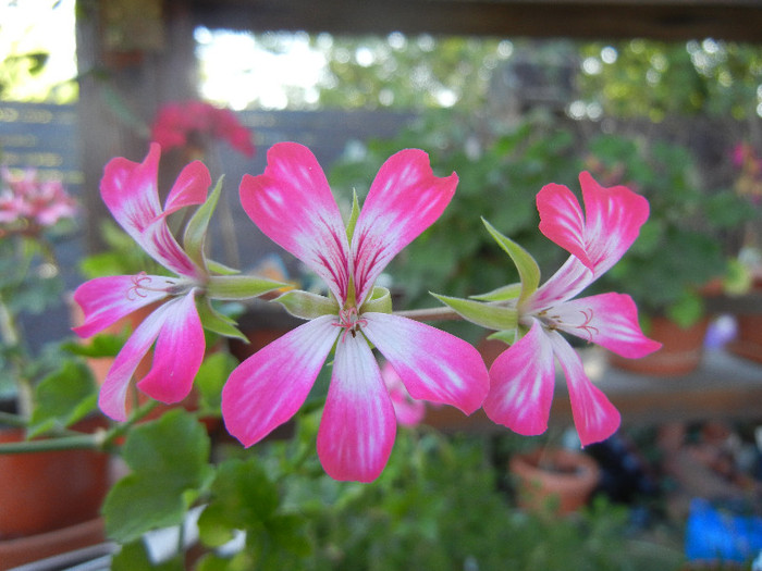 Ivy geranium Bicolor (2012, Aug.29)