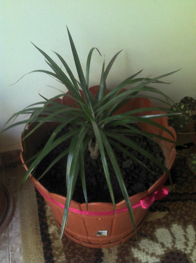 2012-08-28 18.17.46; Dracena
