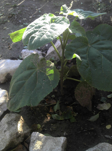 2012-08-28 17.30.21; Paulownia Necuratata
