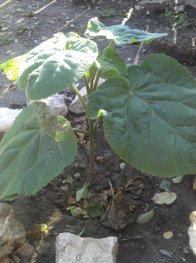 2012-08-28 17.31.34; Paulownia Curatata
