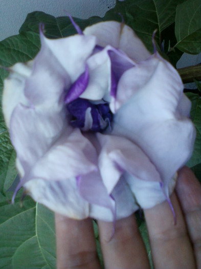 datura mov-multumesc hapy ! - brugmansia si datura