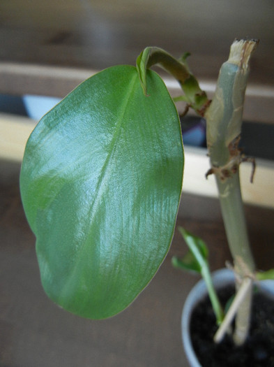 Blushing Philodendron (2012, Aug.31) - Philodendron erubescens