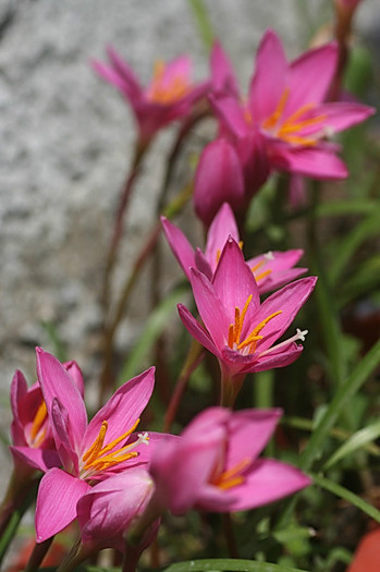 Zephyranthes rosea