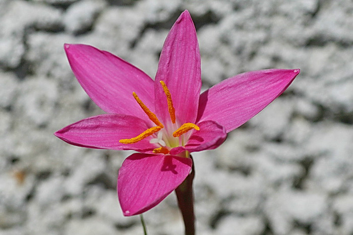 Zephyranthes rosea