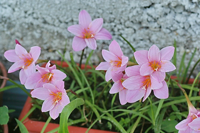 Zephyranthes rosea