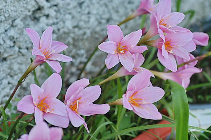 Zephyranthes rosea