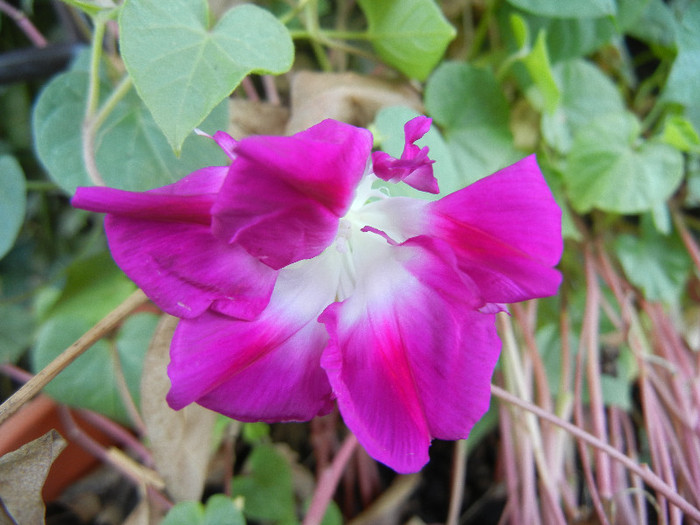 Double Pink Morning Glory (2012, Sep.01) - Double Pink Ipomoea Nil