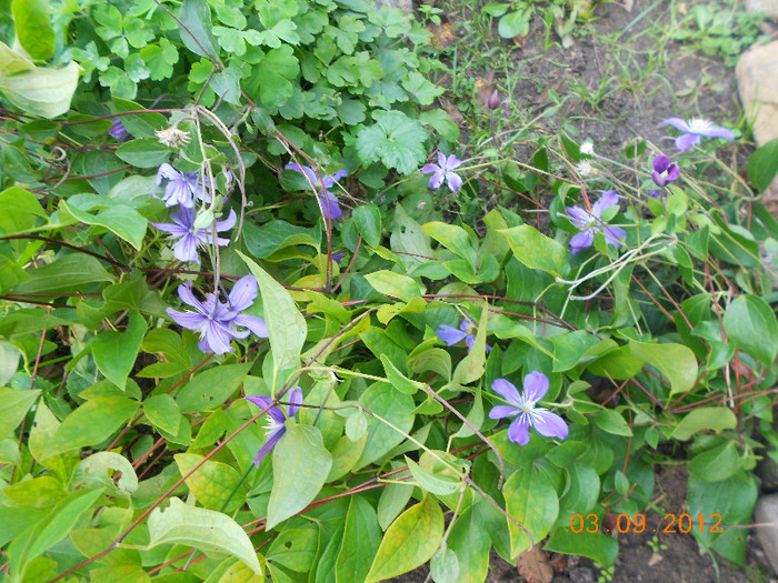 Clematita ca acoperitor