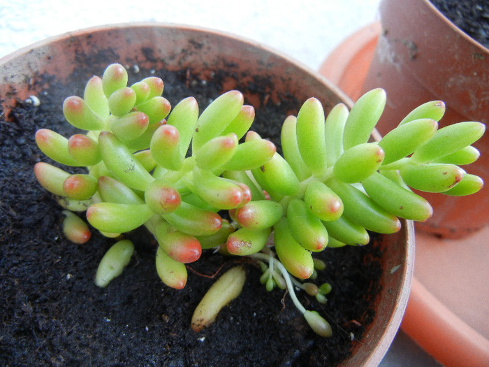 Jelly Bean Plant (2012, Sep.01) - Sedum rubrotinctum
