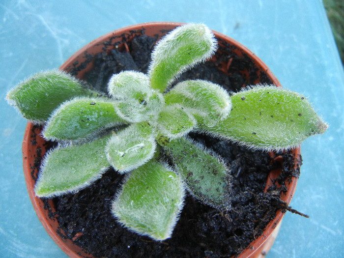 Firecracker Plant (2012, Sep.01) - Echeveria setosa