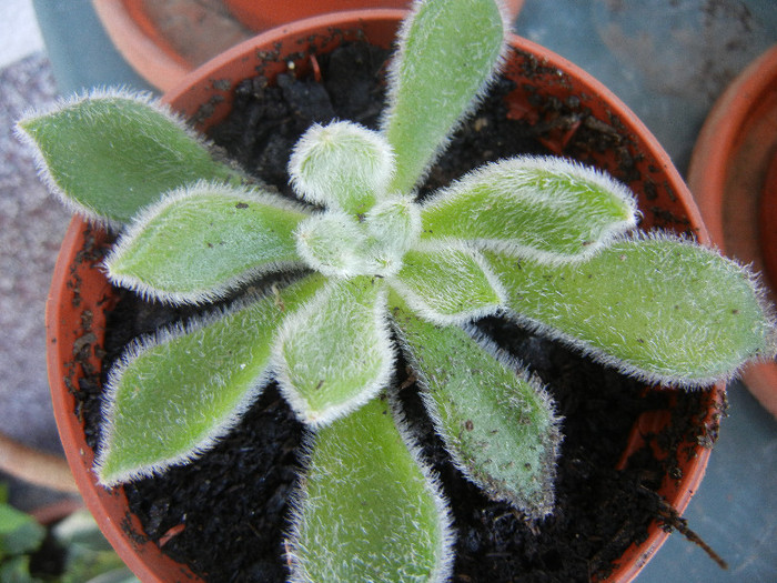Firecracker Plant (2012, Sep.04) - Echeveria setosa