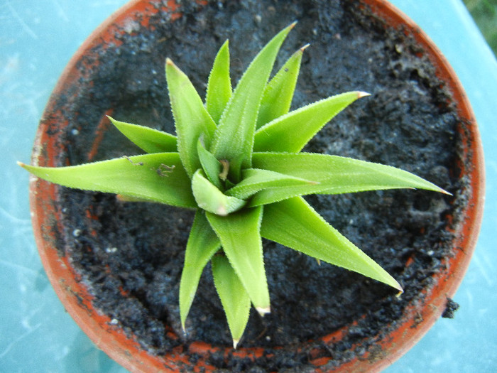 Haworthia angustifolia (2012, Sep.01) - Haworthia angustifolia