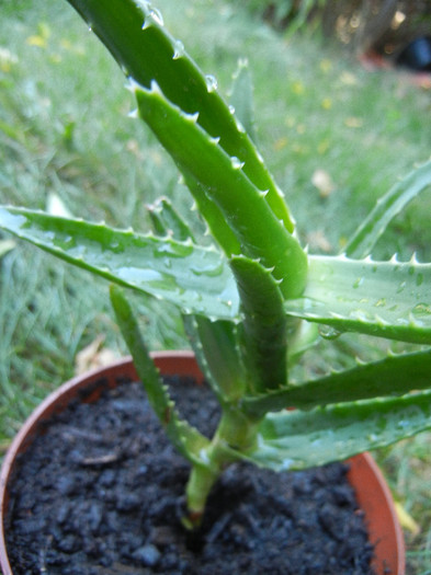 Aloe arborescens (2012, Sep.01) - Aloe arborescens