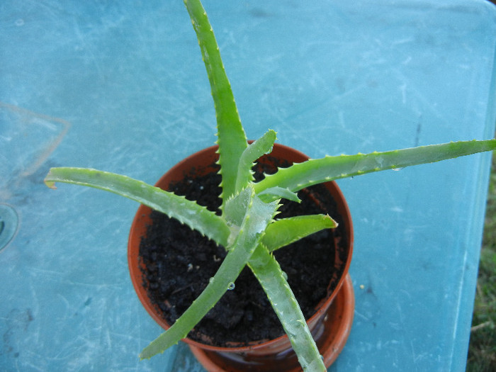 Aloe (2012, Sep.01)