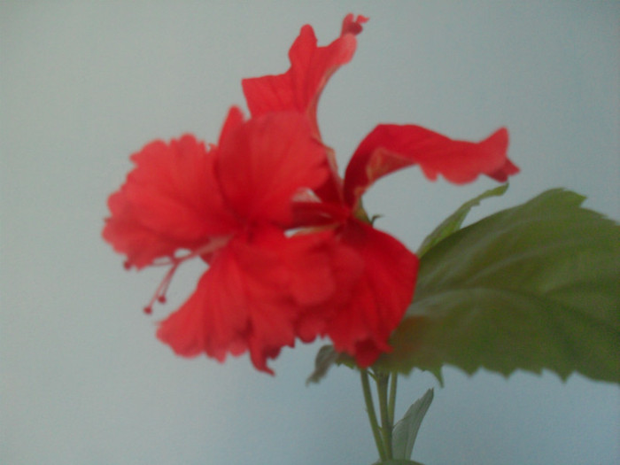 SDC19111 - HIBISCUS 2012