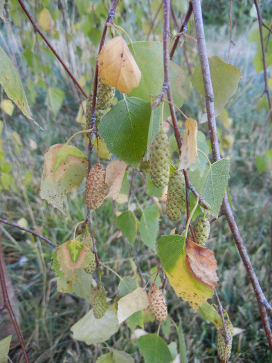 Betula pendula Youngii (2012, Aug.28)