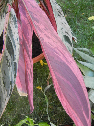 Stromanthe Multicolor (2012, Sep.01)