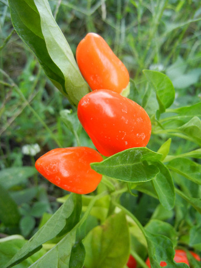 Miniature Red Bell Pepper (2012, Aug.24)
