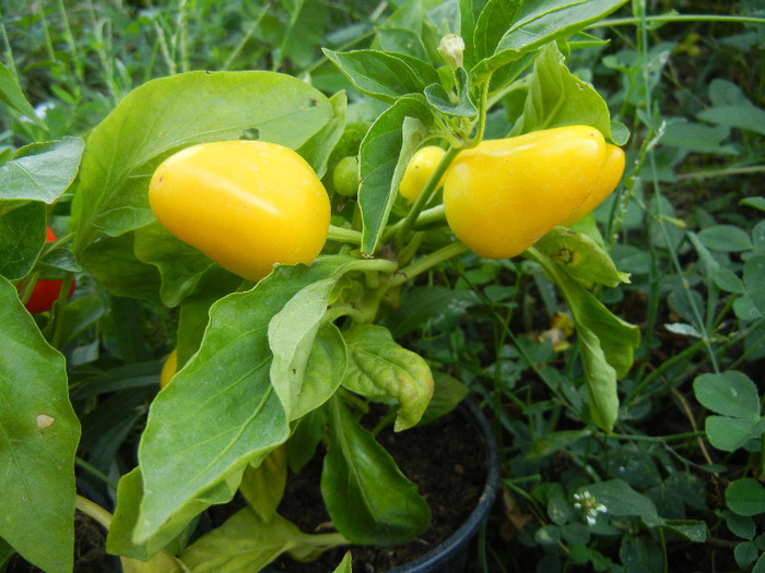 Miniature Yellow Bell Pepper (`12, Aug.24)