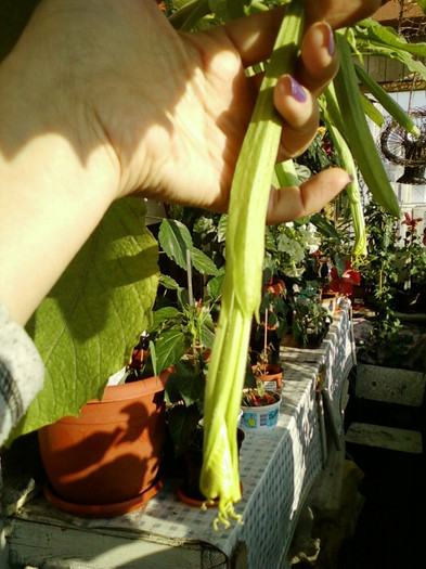 6 septembrie 2012-flori 035 - brugmansia si datura